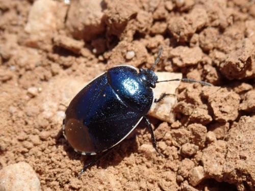 Canthophorus melanopterus